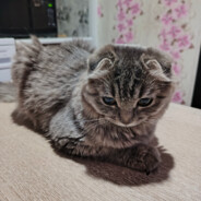 Пяtниsтая