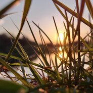 grass