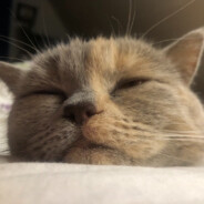 KOT
