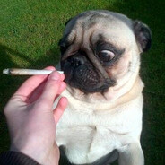 комнатный плебей