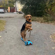 соляра