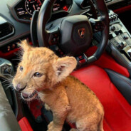 [SPQR] Отчимус Прайм