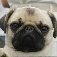 The Pug