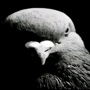 ХазматЧимаев