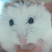 mr_pelmen