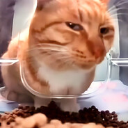 шизанути котике
