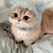 котик (cativeto)