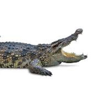 крокодил ввену