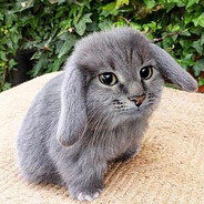 :hazmat.plushy: