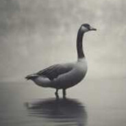 MisterGoose