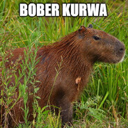 BoberKurwo