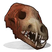 Wolf skull
