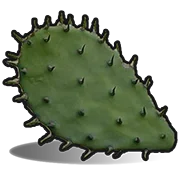 Cactus flesh