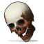 skull